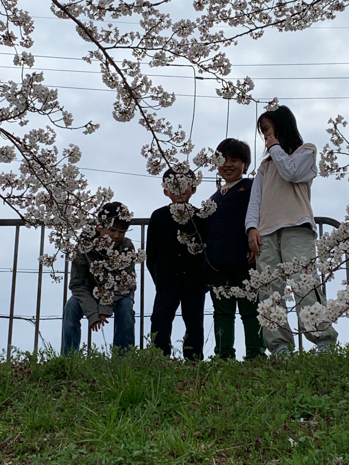 花見